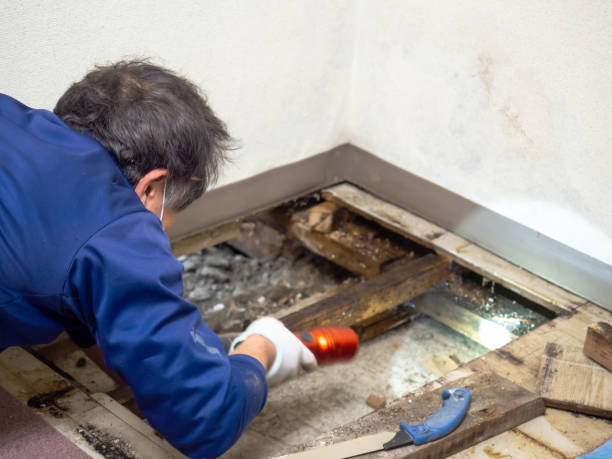 Best Office Mold Removal Services  in La Pine, OR