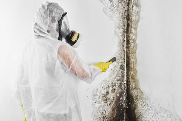 Best Local Mold Removal Service  in La Pine, OR