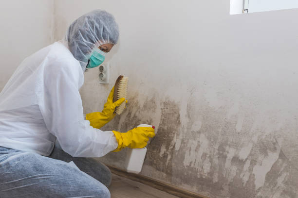Best Attic Mold Removal  in La Pine, OR