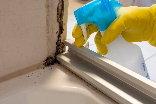 Certified Mold Removal in La Pine, OR