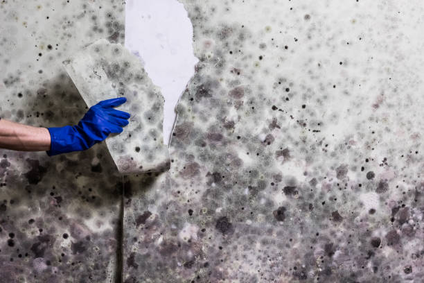 Best Professional Mold Removal  in La Pine, OR
